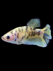 Female Halfmoon Plakat - Bumblebee #1619 - Live Betta Fish