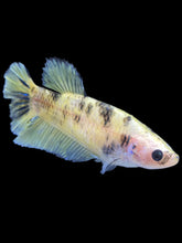 Load image into Gallery viewer, Female Halfmoon Plakat - Bumblebee #1619 - Live Betta Fish
