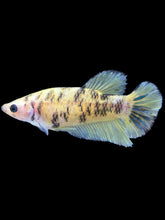 Load image into Gallery viewer, Female Halfmoon Plakat - Bumblebee #1619 - Live Betta Fish
