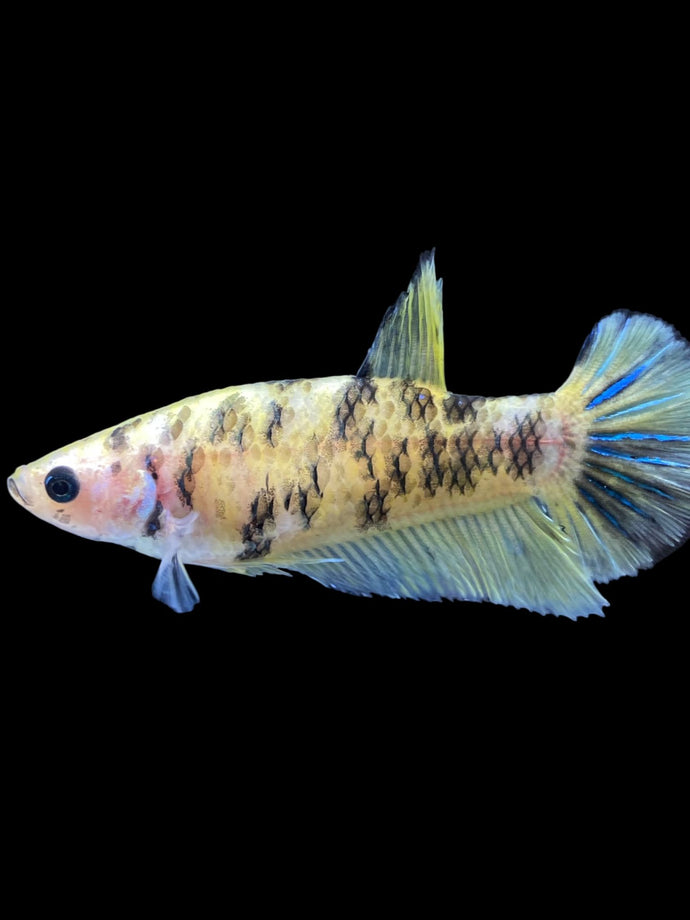 Female Halfmoon Plakat - Bumblebee #1619 - Live Betta Fish