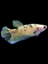 Load image into Gallery viewer, Female Halfmoon Plakat - Bumblebee #1619 - Live Betta Fish
