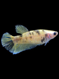 Female Halfmoon Plakat - Bumblebee #1619 - Live Betta Fish