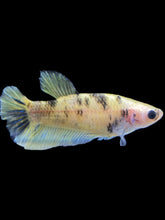 Load image into Gallery viewer, Female Halfmoon Plakat - Bumblebee #1619 - Live Betta Fish
