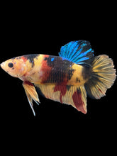 Load image into Gallery viewer, GIANT Male Halfmoon Plakat - Nemo Galaxy #161 - Live Betta Fish
