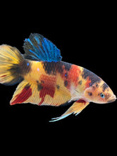 Load image into Gallery viewer, GIANT Male Halfmoon Plakat - Nemo Galaxy #161 - Live Betta Fish
