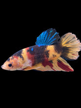 Load image into Gallery viewer, GIANT Male Halfmoon Plakat - Nemo Galaxy #161 - Live Betta Fish
