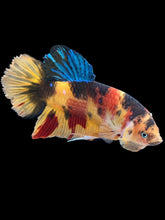 Load image into Gallery viewer, GIANT Male Halfmoon Plakat - Nemo Galaxy #161 - Live Betta Fish
