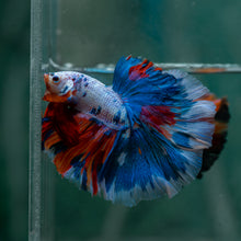 Load image into Gallery viewer, Male Rosetail - Candy #1620 - Live Betta Fish
