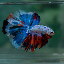 Load image into Gallery viewer, Male Rosetail - Candy #1620 - Live Betta Fish
