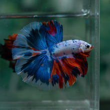 Load image into Gallery viewer, Male Rosetail - Candy #1620 - Live Betta Fish
