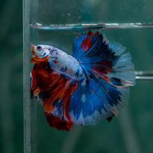 Load image into Gallery viewer, Male Rosetail - Candy #1620 - Live Betta Fish

