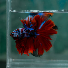 Load image into Gallery viewer, Male Halfmoon - Galaxy #1621 - Live Betta Fish

