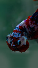 Load image into Gallery viewer, Male Halfmoon - Galaxy #1621 - Live Betta Fish
