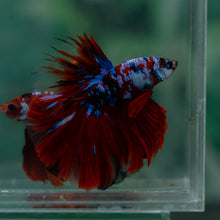Load image into Gallery viewer, Male Halfmoon - Galaxy #1621 - Live Betta Fish
