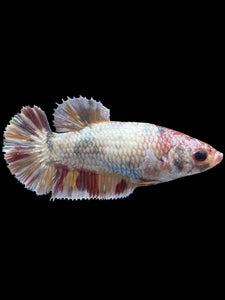 Female Halfmoon Plakat - Candy Copper #1621 - Live Betta Fish