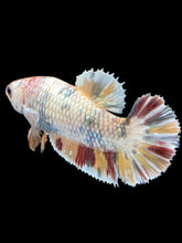 Load image into Gallery viewer, Female Halfmoon Plakat - Candy Copper #1621 - Live Betta Fish
