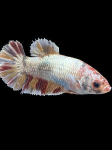 Female Halfmoon Plakat - Candy Copper #1621 - Live Betta Fish