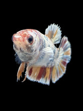 Load image into Gallery viewer, Female Halfmoon Plakat - Candy Copper #1621 - Live Betta Fish
