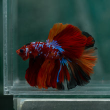 Load image into Gallery viewer, Male Rosetail - Galaxy #1622 - Live Betta Fish

