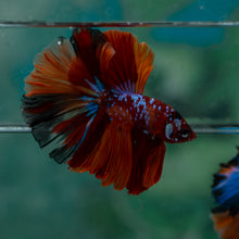 Load image into Gallery viewer, Male Rosetail - Galaxy #1622 - Live Betta Fish
