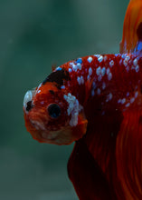 Load image into Gallery viewer, Male Rosetail - Galaxy #1622 - Live Betta Fish
