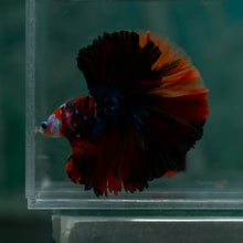 Load image into Gallery viewer, Male Rosetail - Galaxy #1623 - Live Betta Fish
