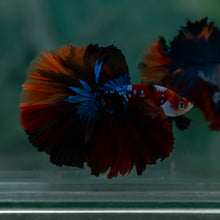Load image into Gallery viewer, Male Rosetail - Galaxy #1623 - Live Betta Fish
