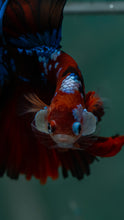 Load image into Gallery viewer, Male Rosetail - Galaxy #1623 - Live Betta Fish
