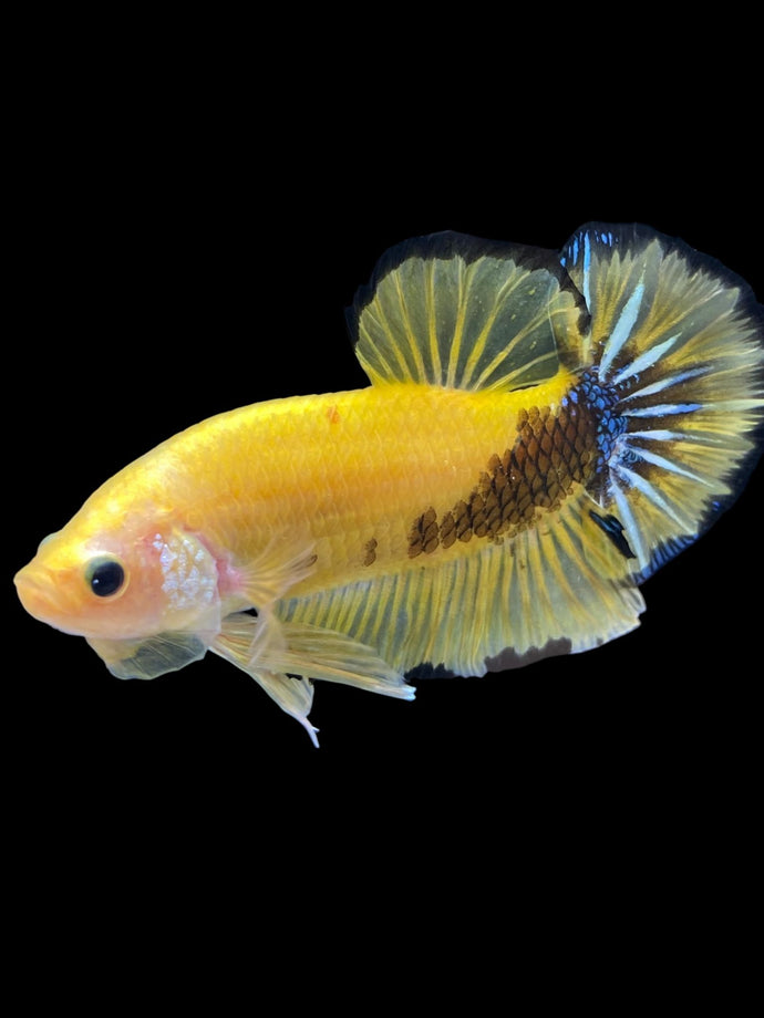 GIANT Male Halfmoon Plakat - Yellow Galaxy #1623 - Live Betta Fish