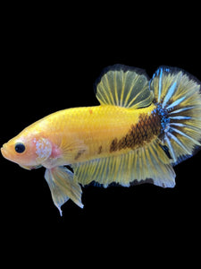 GIANT Male Halfmoon Plakat - Yellow Galaxy #1623 - Live Betta Fish