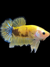 Load image into Gallery viewer, GIANT Male Halfmoon Plakat - Yellow Galaxy #1623 - Live Betta Fish
