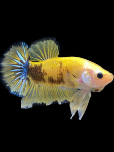 GIANT Male Halfmoon Plakat - Yellow Galaxy #1623 - Live Betta Fish