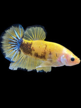 Load image into Gallery viewer, GIANT Male Halfmoon Plakat - Yellow Galaxy #1623 - Live Betta Fish
