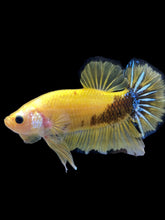 Load image into Gallery viewer, GIANT Male Halfmoon Plakat - Yellow Galaxy #1623 - Live Betta Fish
