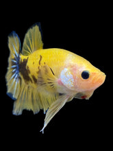 Load image into Gallery viewer, GIANT Male Halfmoon Plakat - Yellow Galaxy #1623 - Live Betta Fish
