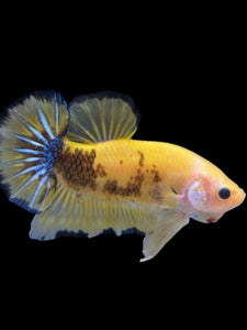 GIANT Male Halfmoon Plakat - Yellow Galaxy #1623 - Live Betta Fish