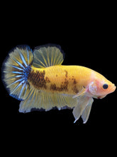Load image into Gallery viewer, GIANT Male Halfmoon Plakat - Yellow Galaxy #1623 - Live Betta Fish
