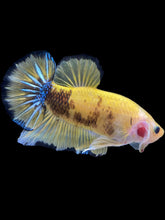 Load image into Gallery viewer, GIANT Male Halfmoon Plakat - Yellow Galaxy #1623 - Live Betta Fish
