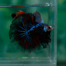 Load image into Gallery viewer, Male Rosetail - Monkey Face #1624 - Live Betta Fish
