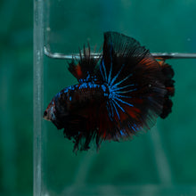 Load image into Gallery viewer, Male Rosetail - Monkey Face #1624 - Live Betta Fish
