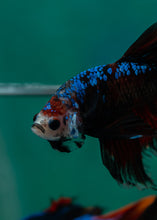 Load image into Gallery viewer, Male Rosetail - Monkey Face #1624 - Live Betta Fish
