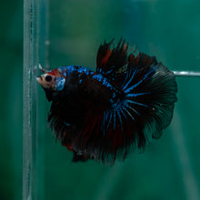 Load image into Gallery viewer, Male Rosetail - Monkey Face #1624 - Live Betta Fish
