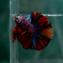 Load image into Gallery viewer, Male Rosetail - Multicolor #1625 - Live Betta Fish
