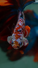 Load image into Gallery viewer, Male Rosetail - Multicolor #1625 - Live Betta Fish
