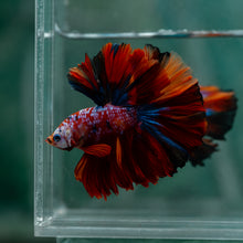 Load image into Gallery viewer, Male Rosetail - Multicolor #1625 - Live Betta Fish
