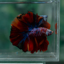 Load image into Gallery viewer, Male Rosetail - Multicolor #1625 - Live Betta Fish
