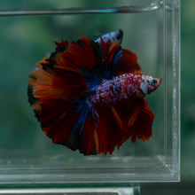 Load image into Gallery viewer, Male Rosetail - Multicolor #1625 - Live Betta Fish
