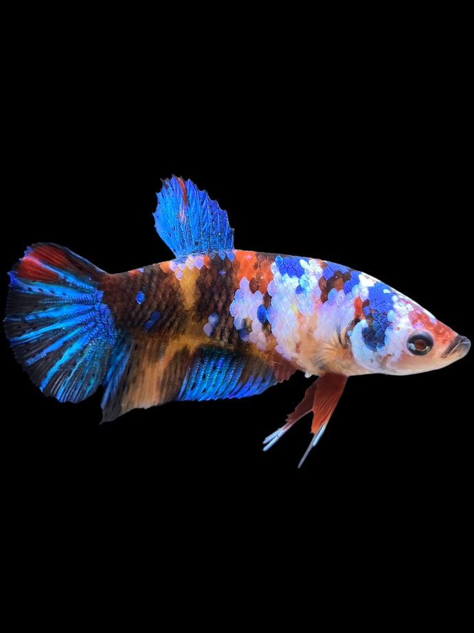 Female Halfmoon Plakat - Galaxy #1625 - Live Betta Fish