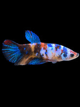 Load image into Gallery viewer, Female Halfmoon Plakat - Galaxy #1625 - Live Betta Fish
