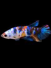 Load image into Gallery viewer, Female Halfmoon Plakat - Galaxy #1625 - Live Betta Fish
